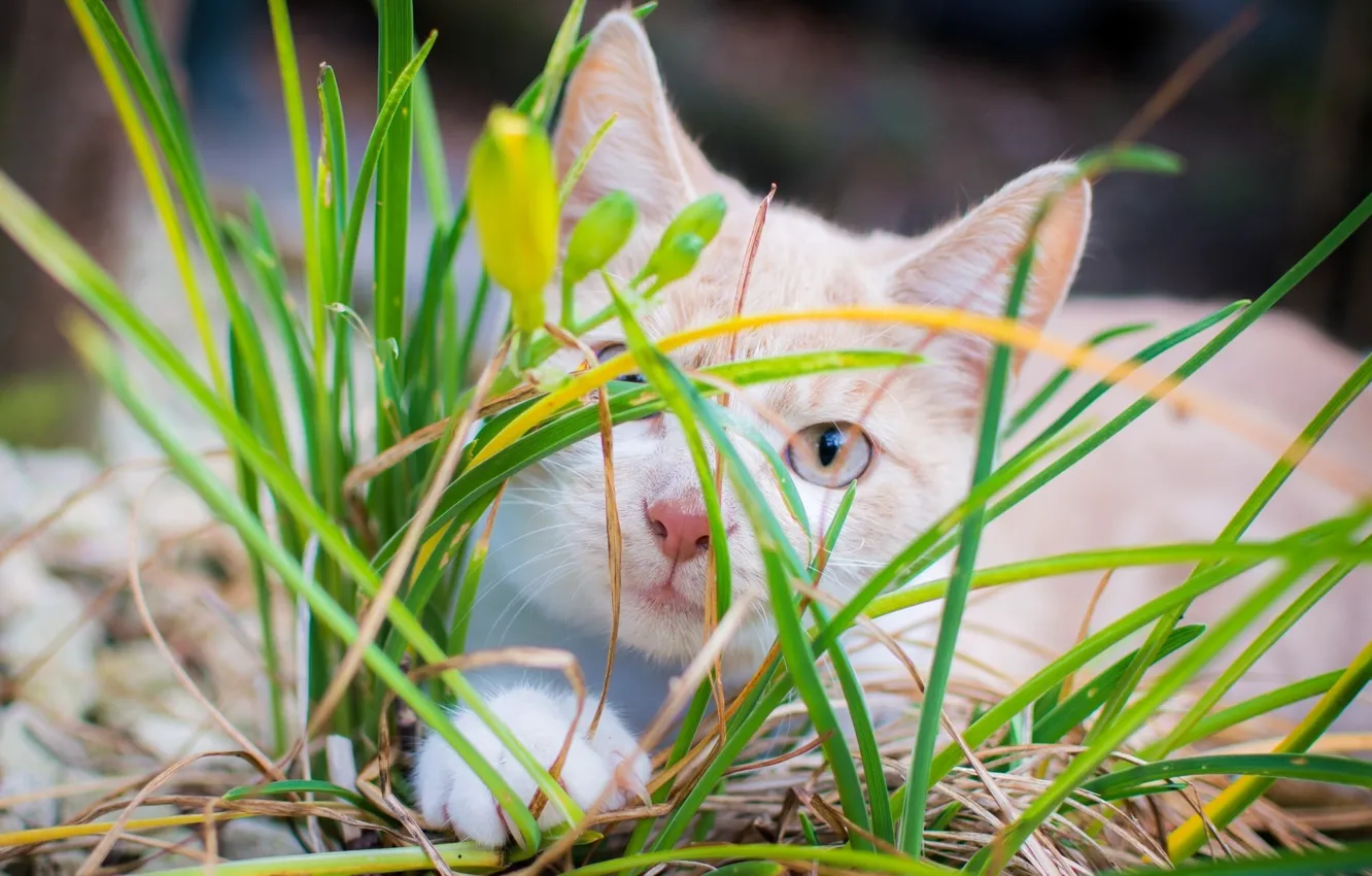 Photo wallpaper cat, grass, kitty