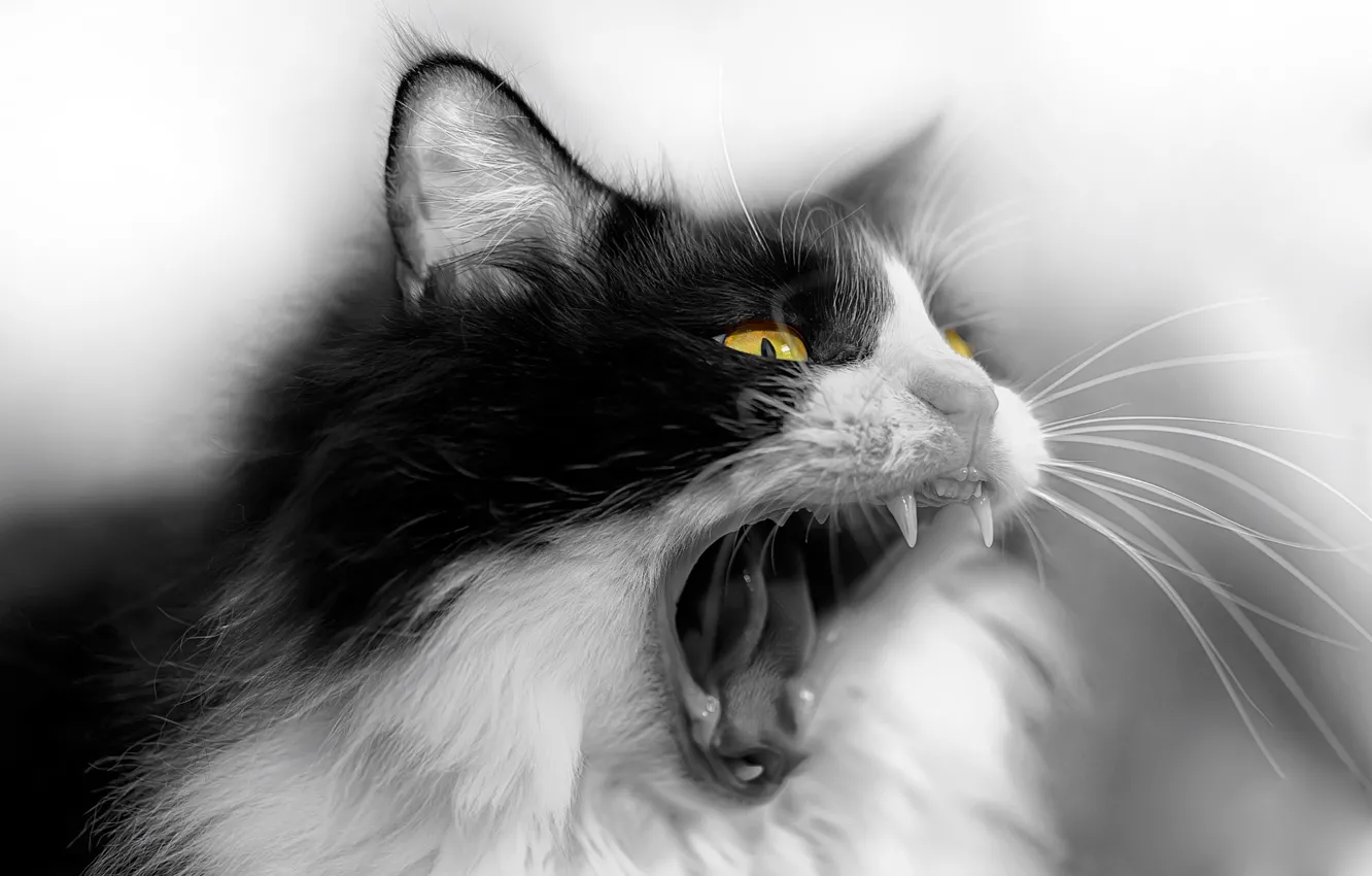Photo wallpaper cat, mouth, beast