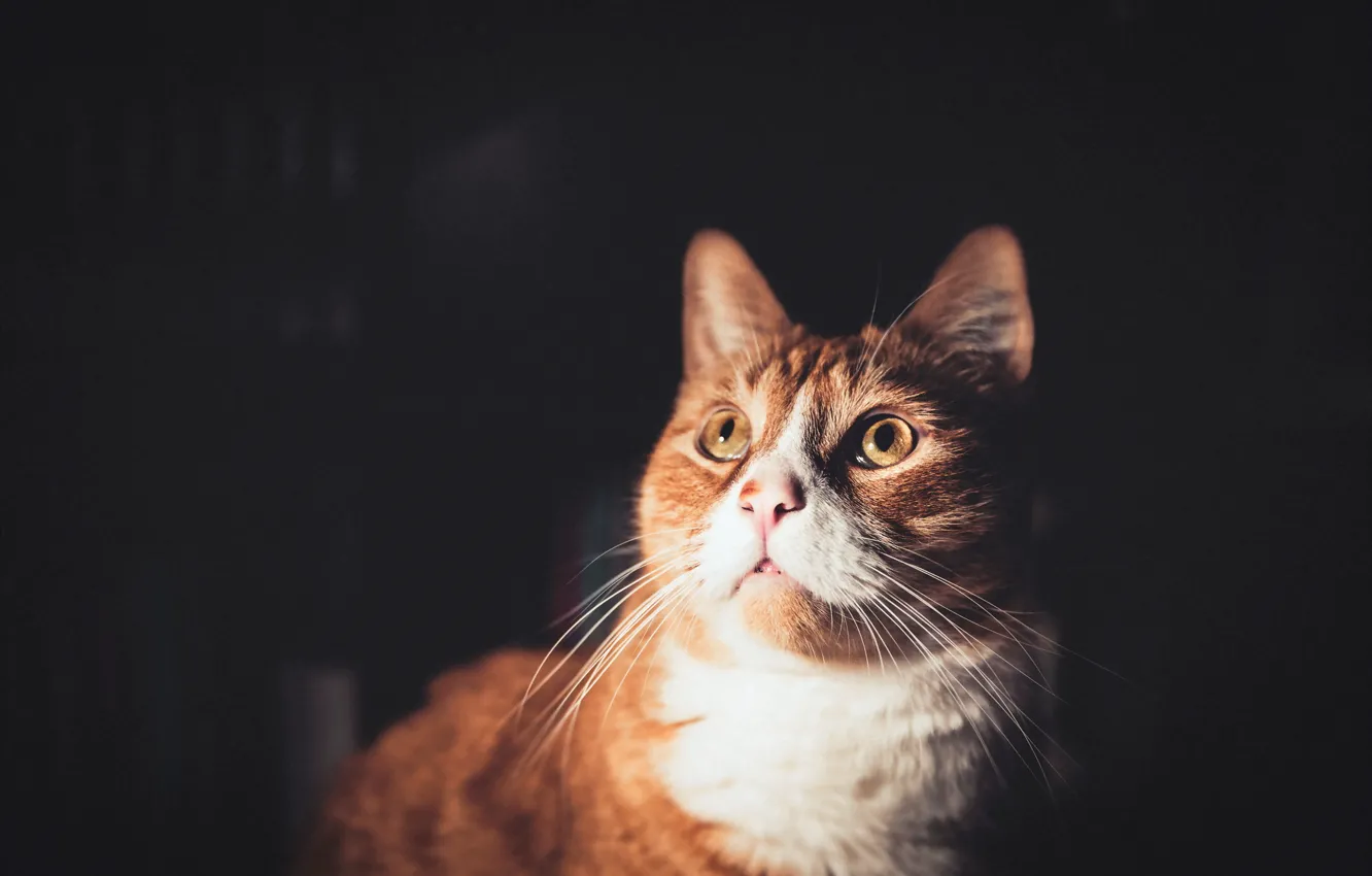 Photo wallpaper cat, look, background