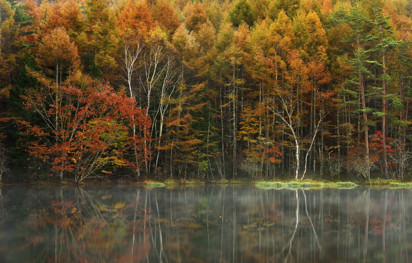 Photo wallpaper autumn, forest, trees, fog, lake, reflection