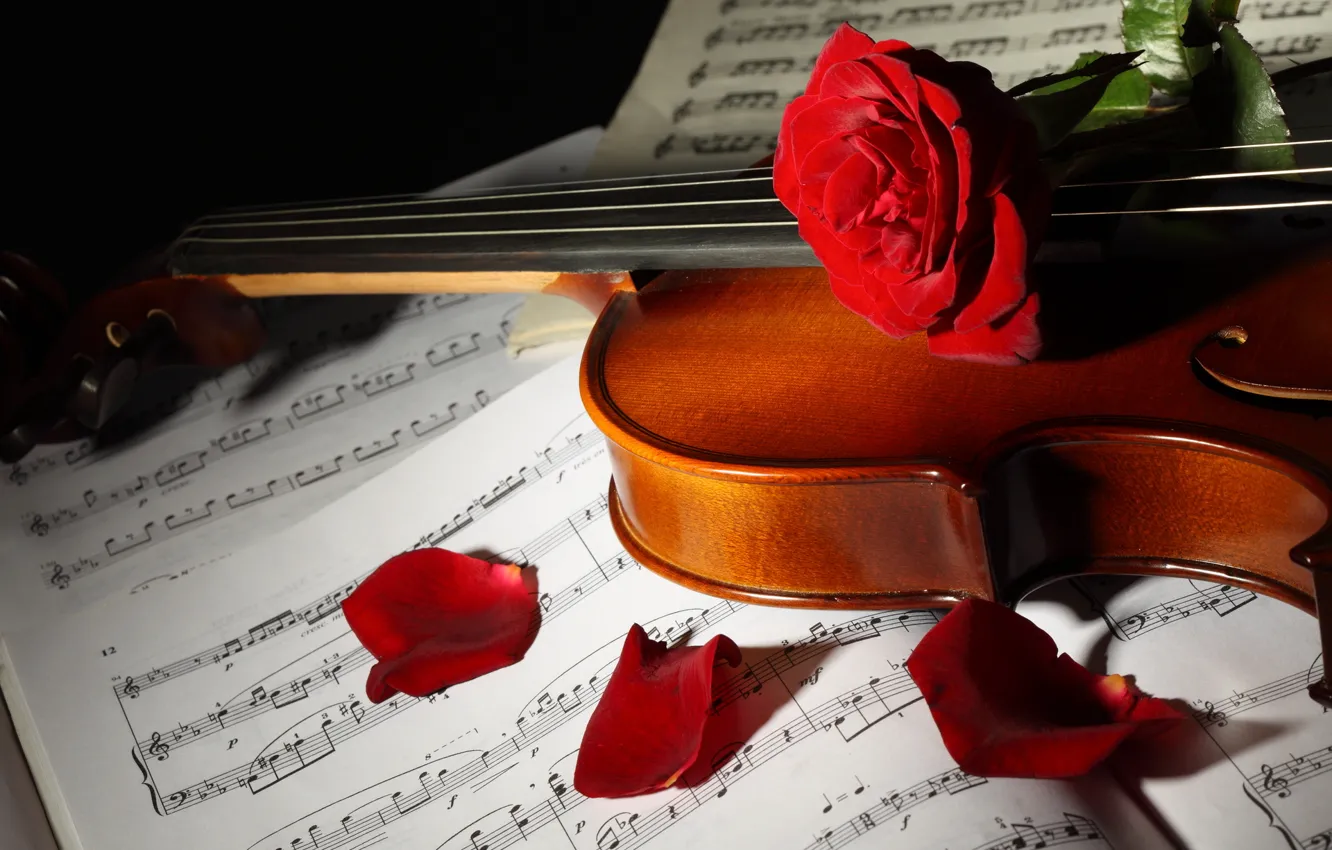 Photo wallpaper flowers, notes, violin, roses, petals