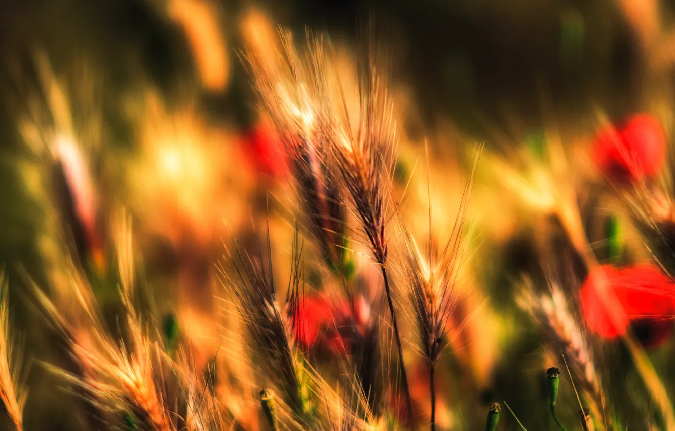 Photo wallpaper field, autumn, grass, plant, meadow