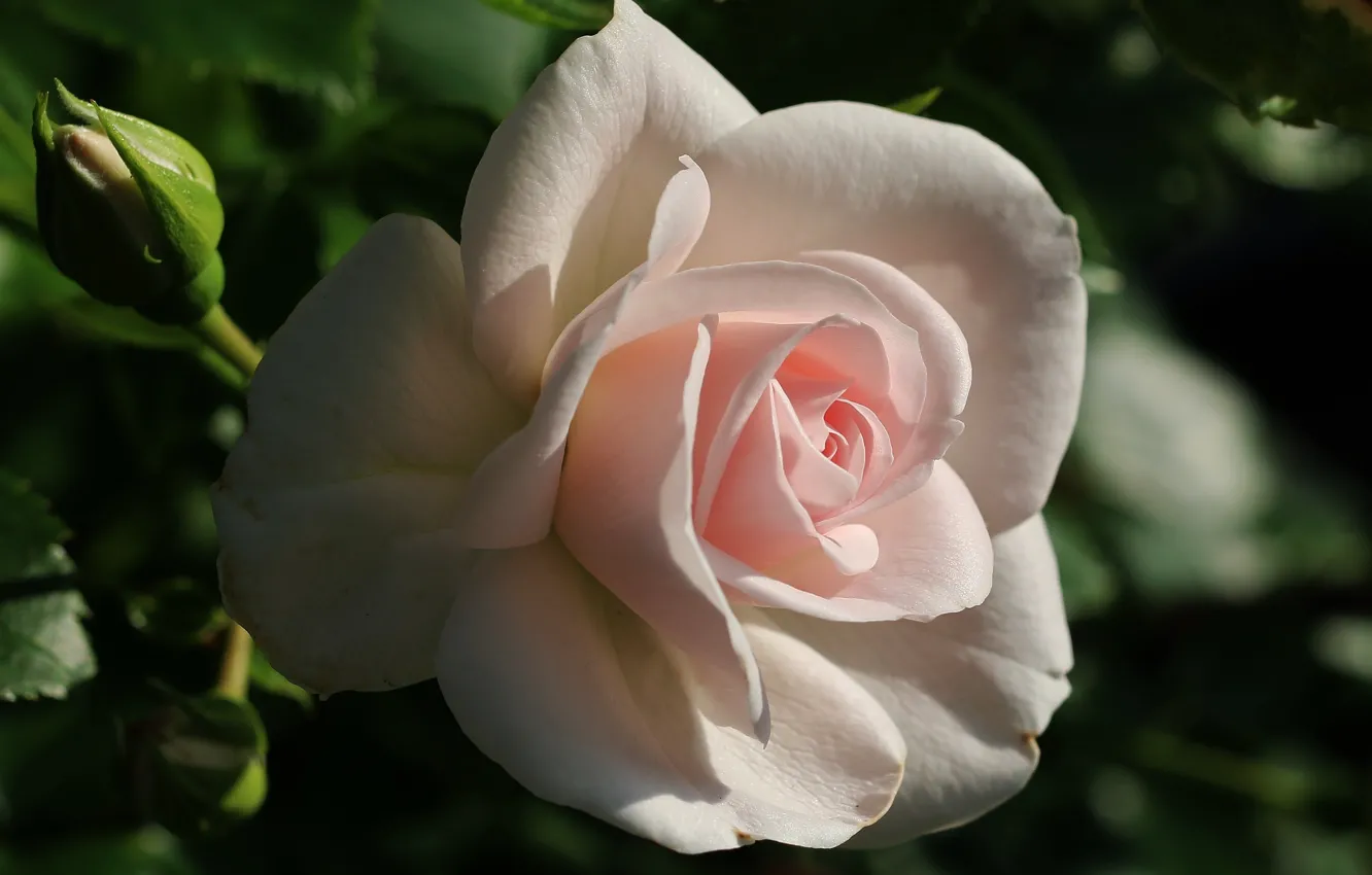 Photo wallpaper roses, rose, bokeh