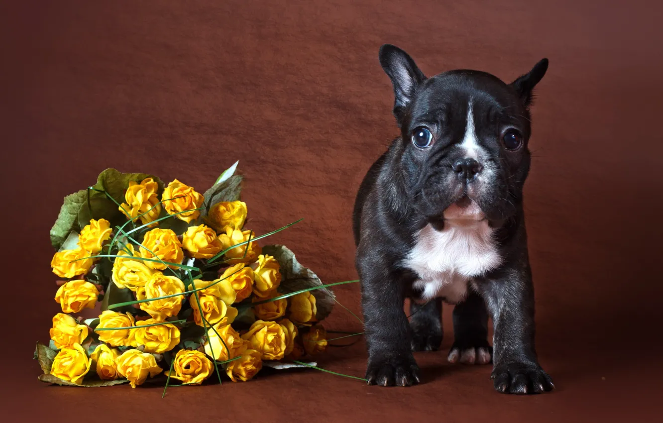 Photo wallpaper flowers, background, dog