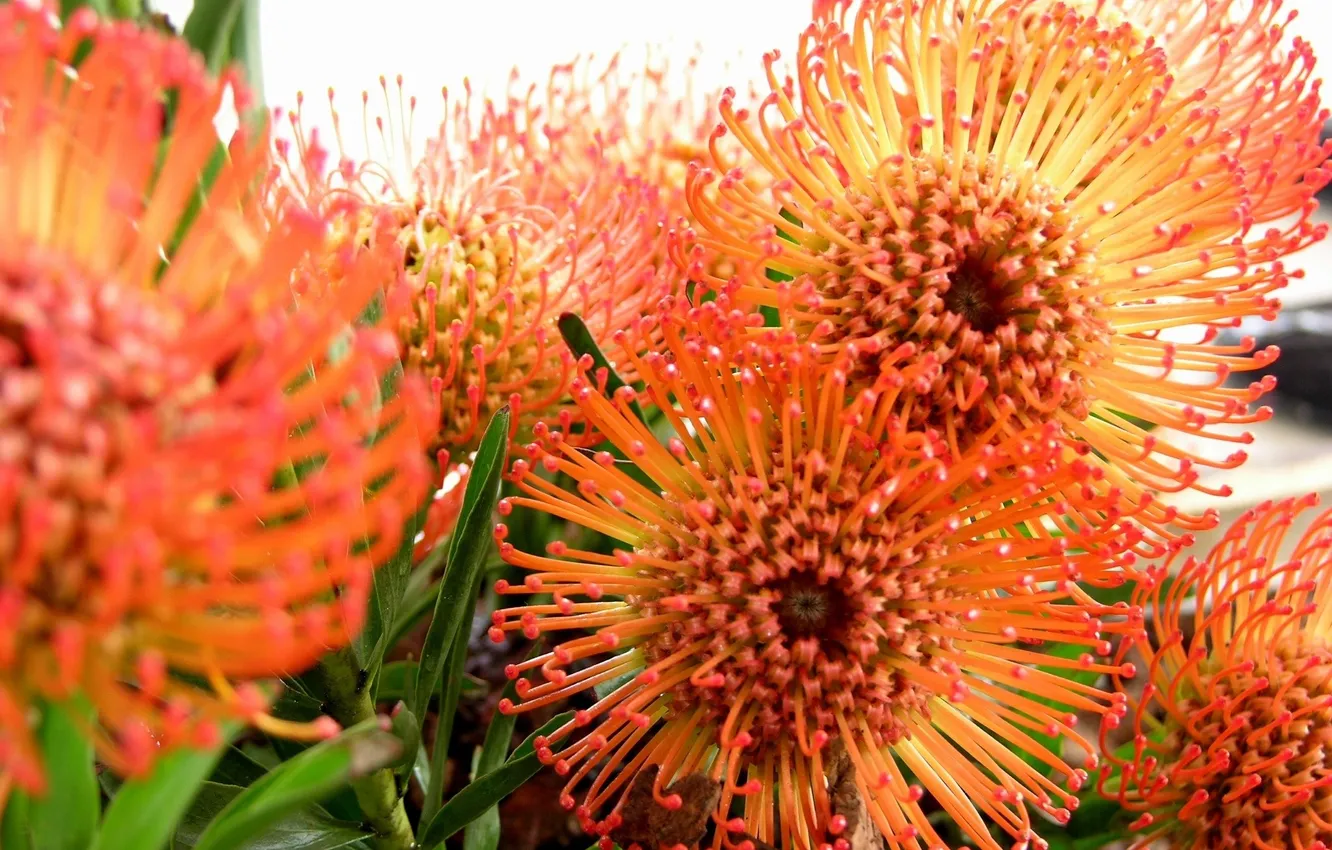 Photo wallpaper flowers, orange flowers, tropical flowers