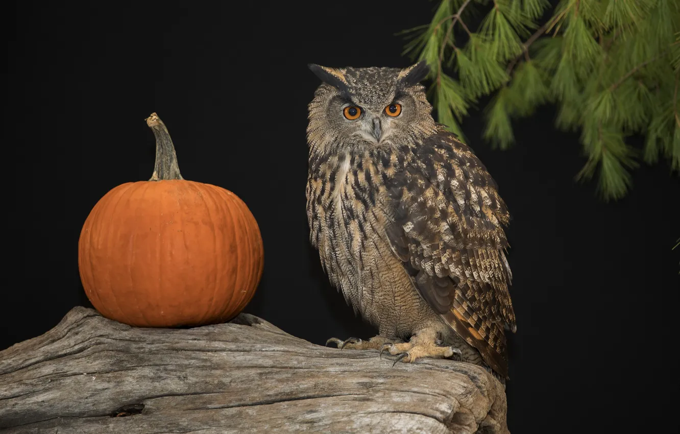 Photo wallpaper look, owl, pumpkin