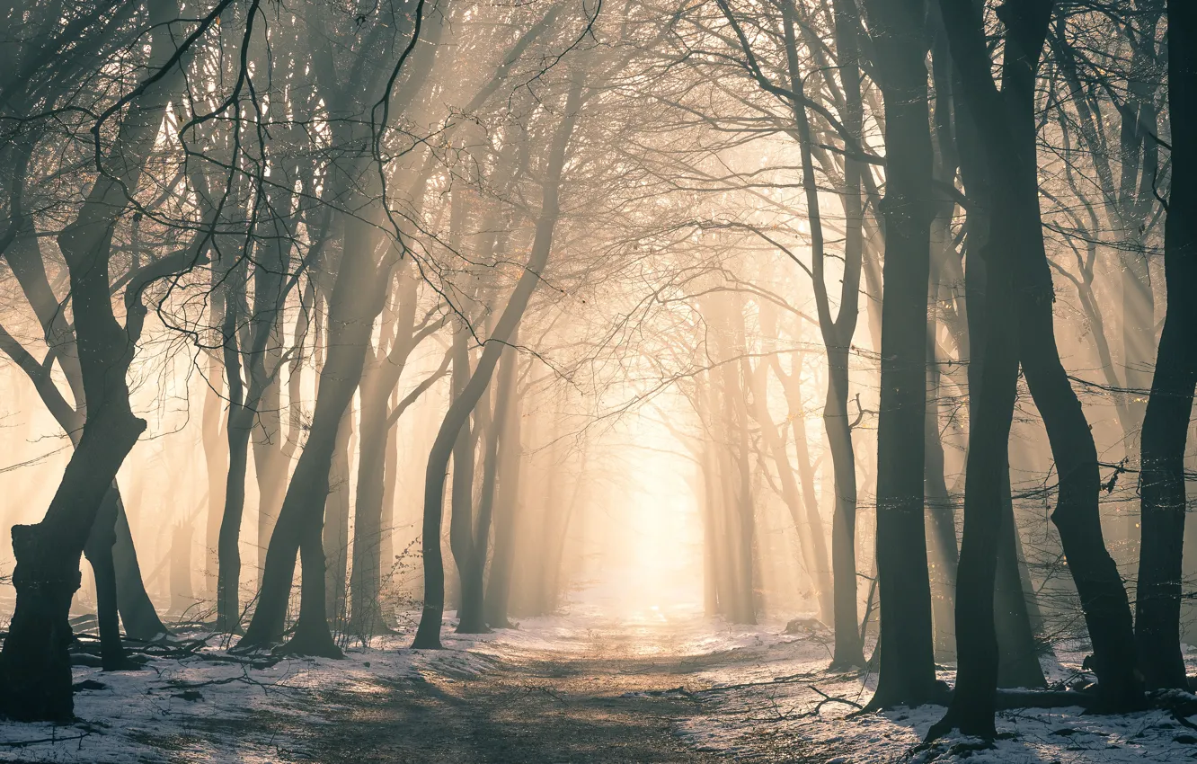 Photo wallpaper winter, forest, rays, light, snow, trees, branches, fog