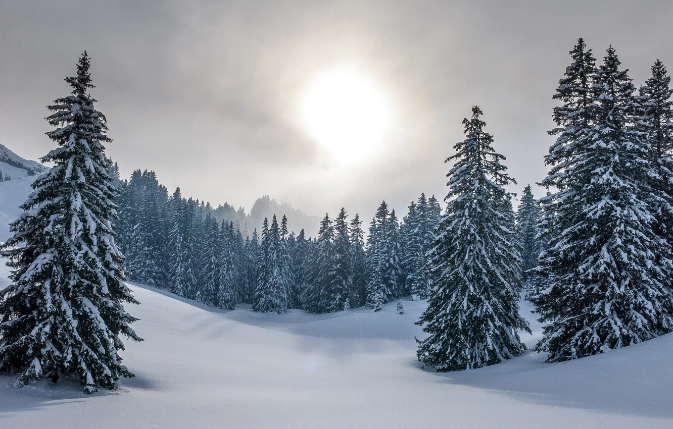 Photo wallpaper winter, forest, the sky, snow, nature, tree
