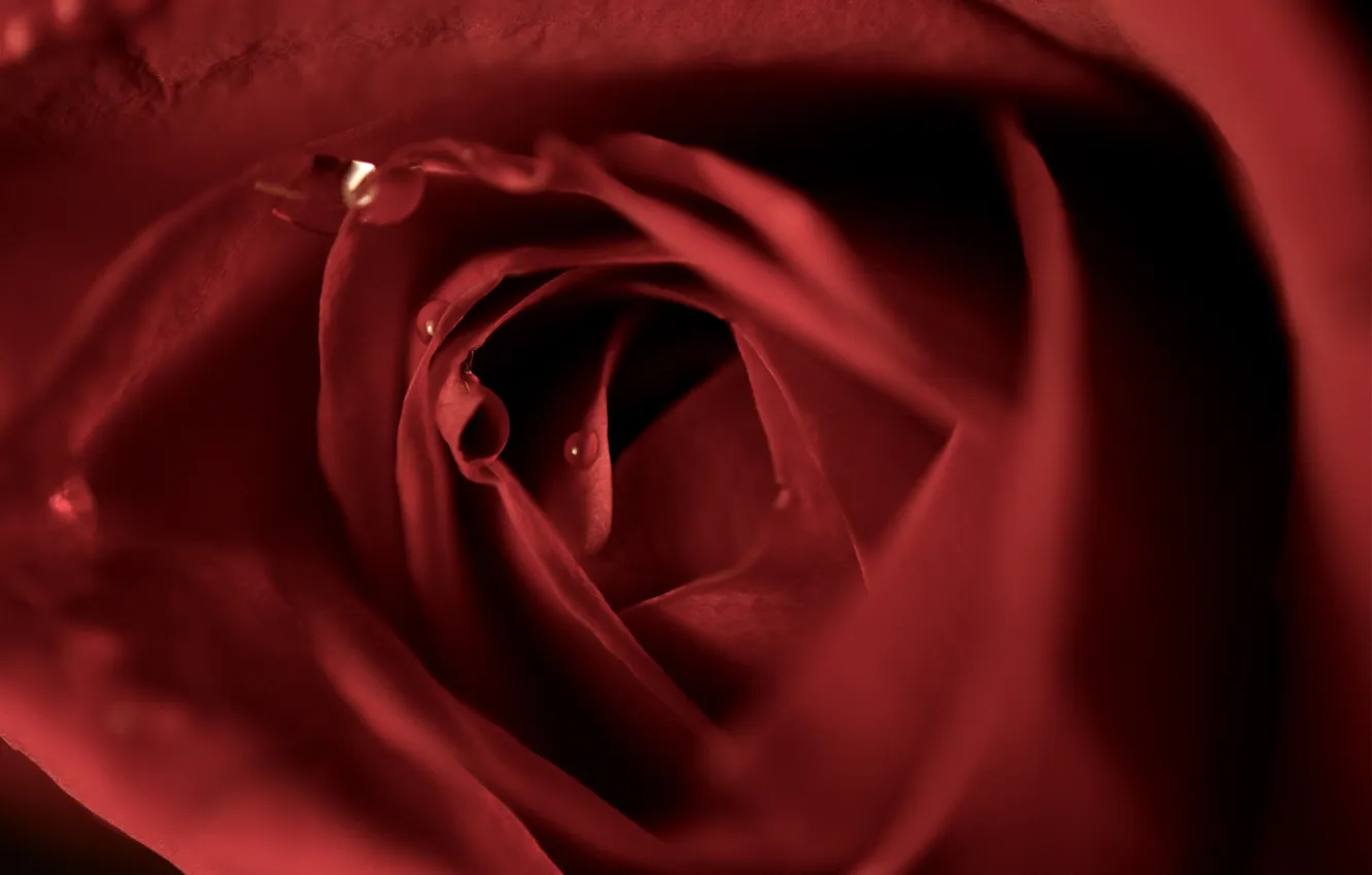 Photo wallpaper drops, macro, flowers, red, photo, Wallpaper, roses, petals