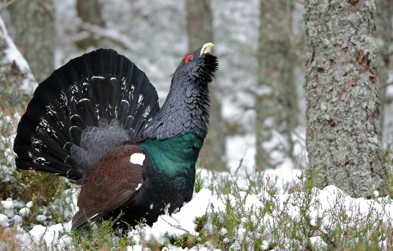 Photo wallpaper nature, bird, Capercaillie