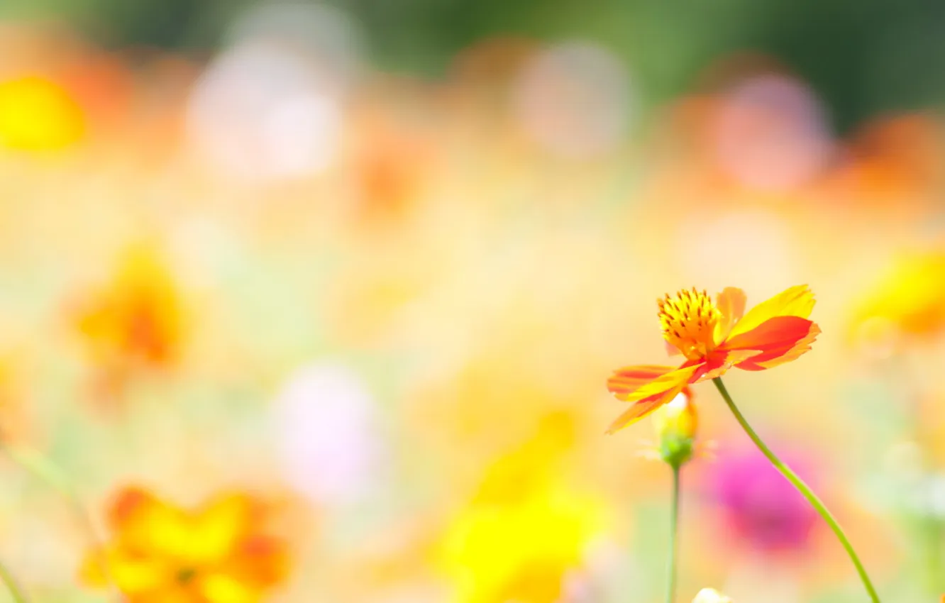 Photo wallpaper summer, light, flowers, nature