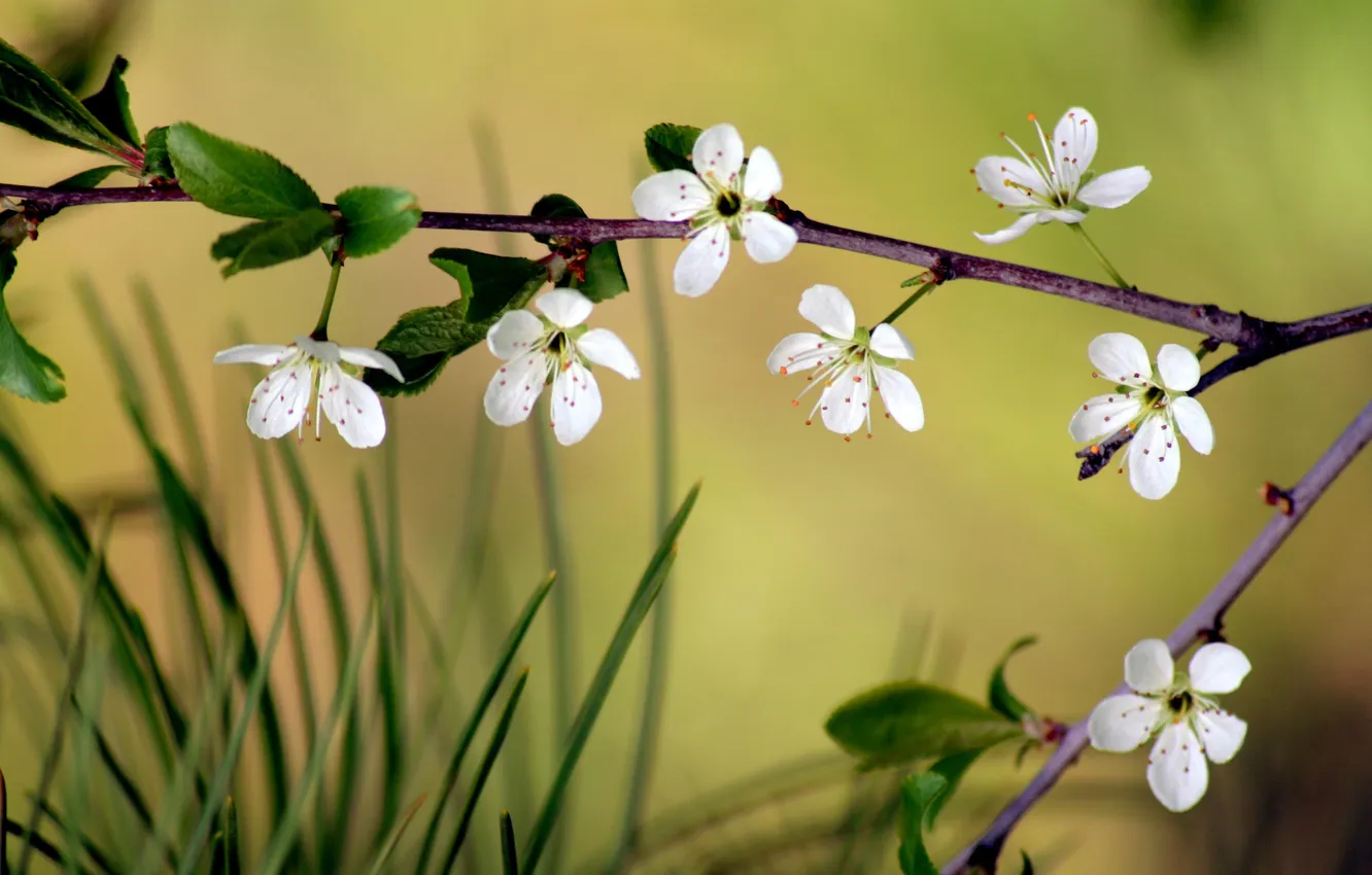 Photo wallpaper macro, flowers, branches, cherry, Sakura