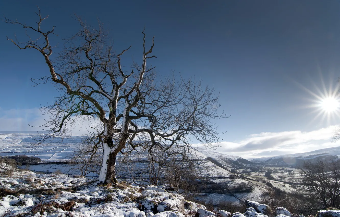 Photo wallpaper winter, the sky, trees, landscape