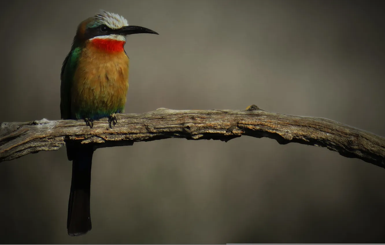 Photo wallpaper eyes, branches, beak, peeled