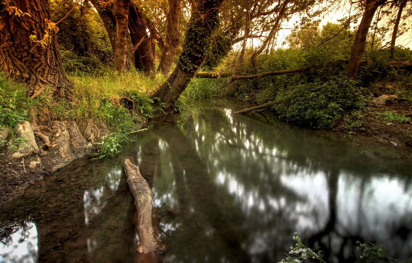 Photo wallpaper trees, nature, stream, spring