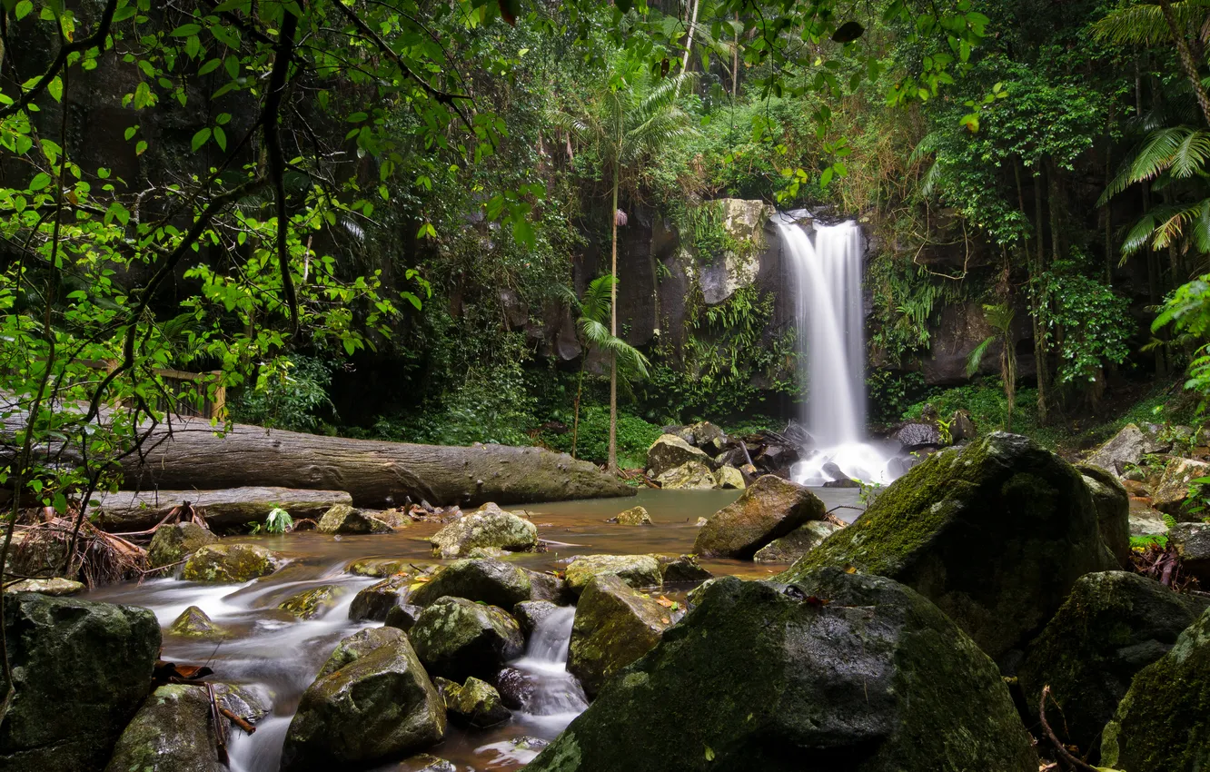 Photo wallpaper forest, trees, stream, stones, rocks, foliage, waterfall