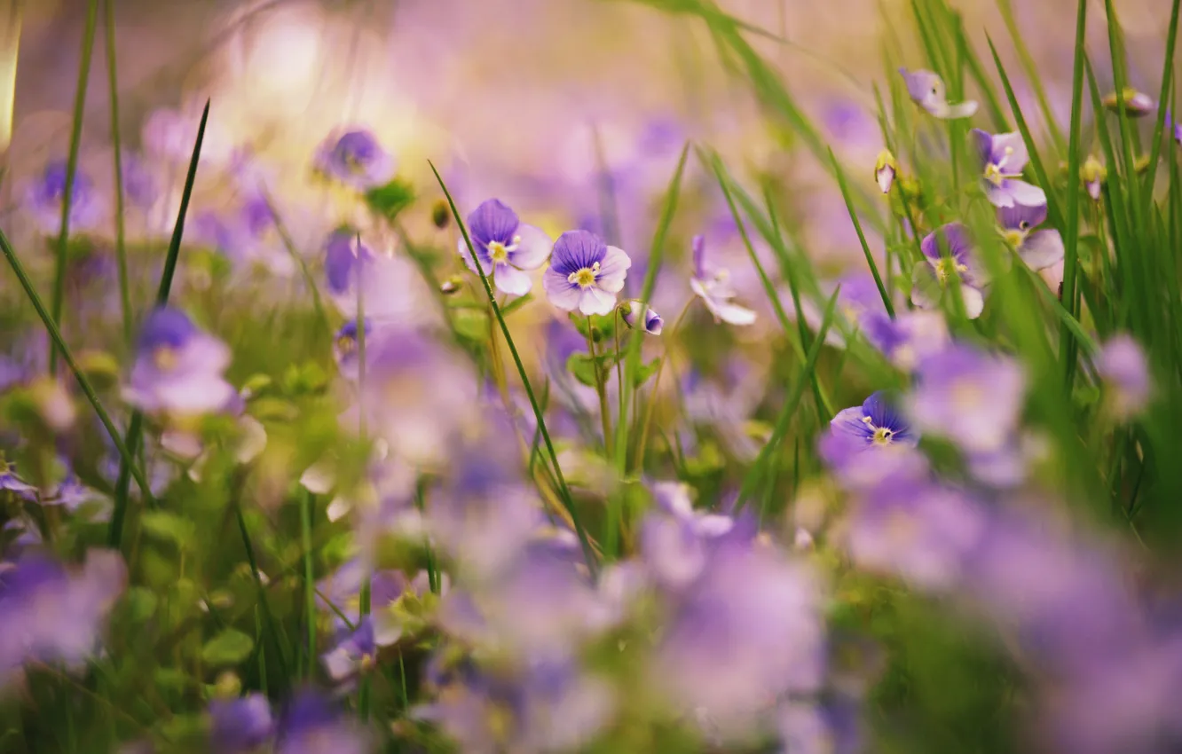 Photo wallpaper grass, flowers, nature, plants