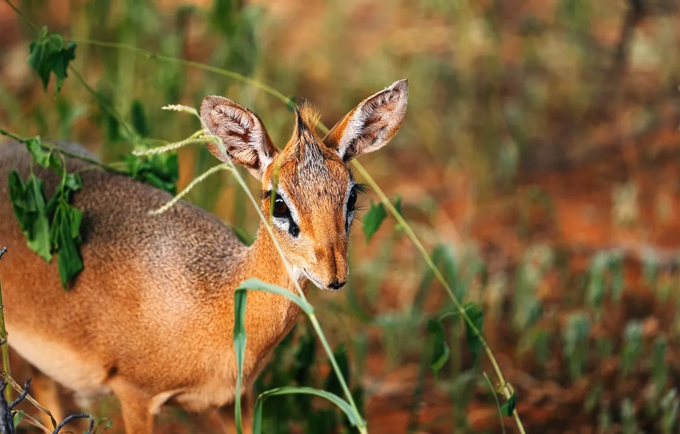 Photo wallpaper forest, little, deer, curious, stand up straight