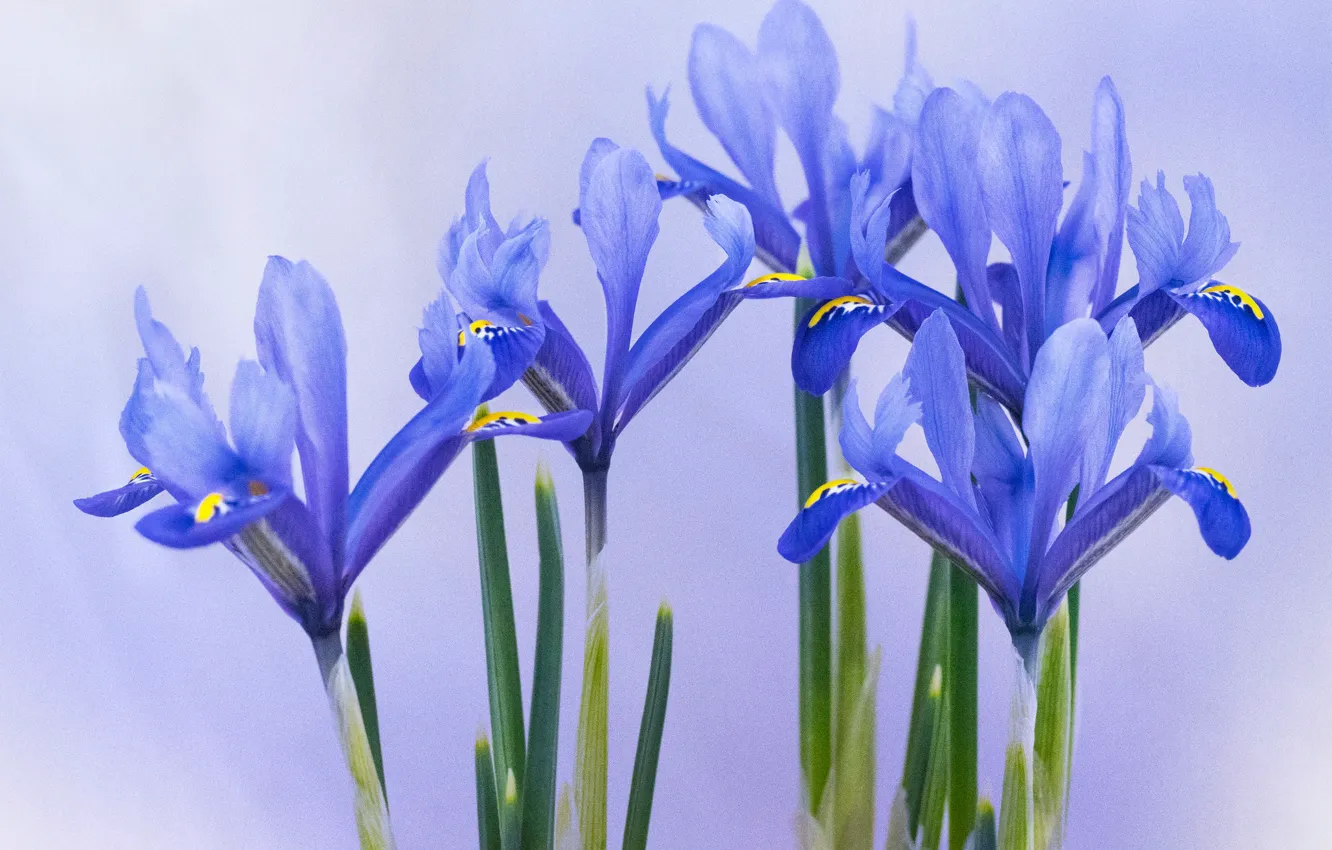 Photo wallpaper background, petals, irises