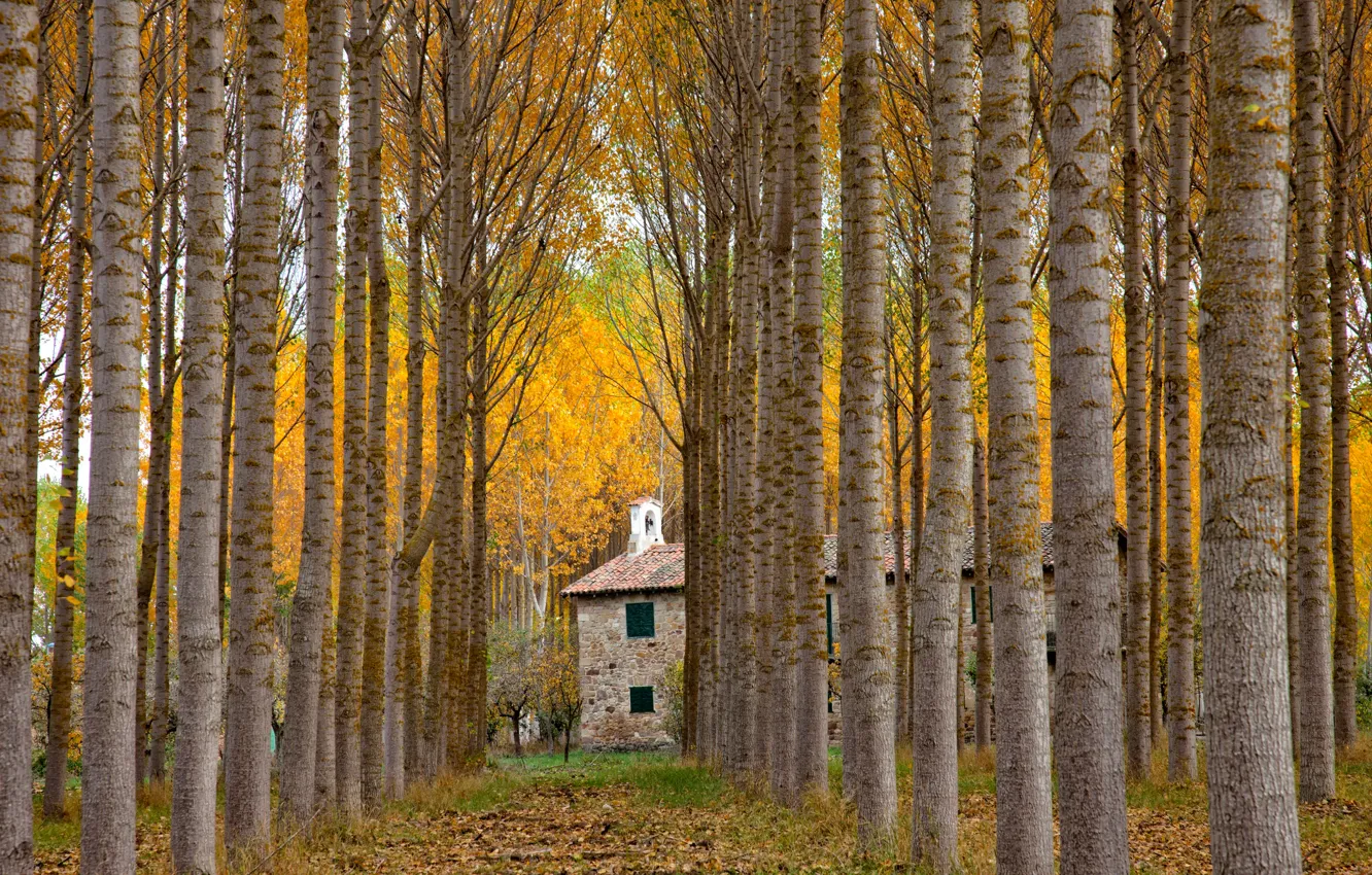 Photo wallpaper autumn, alley, Spain