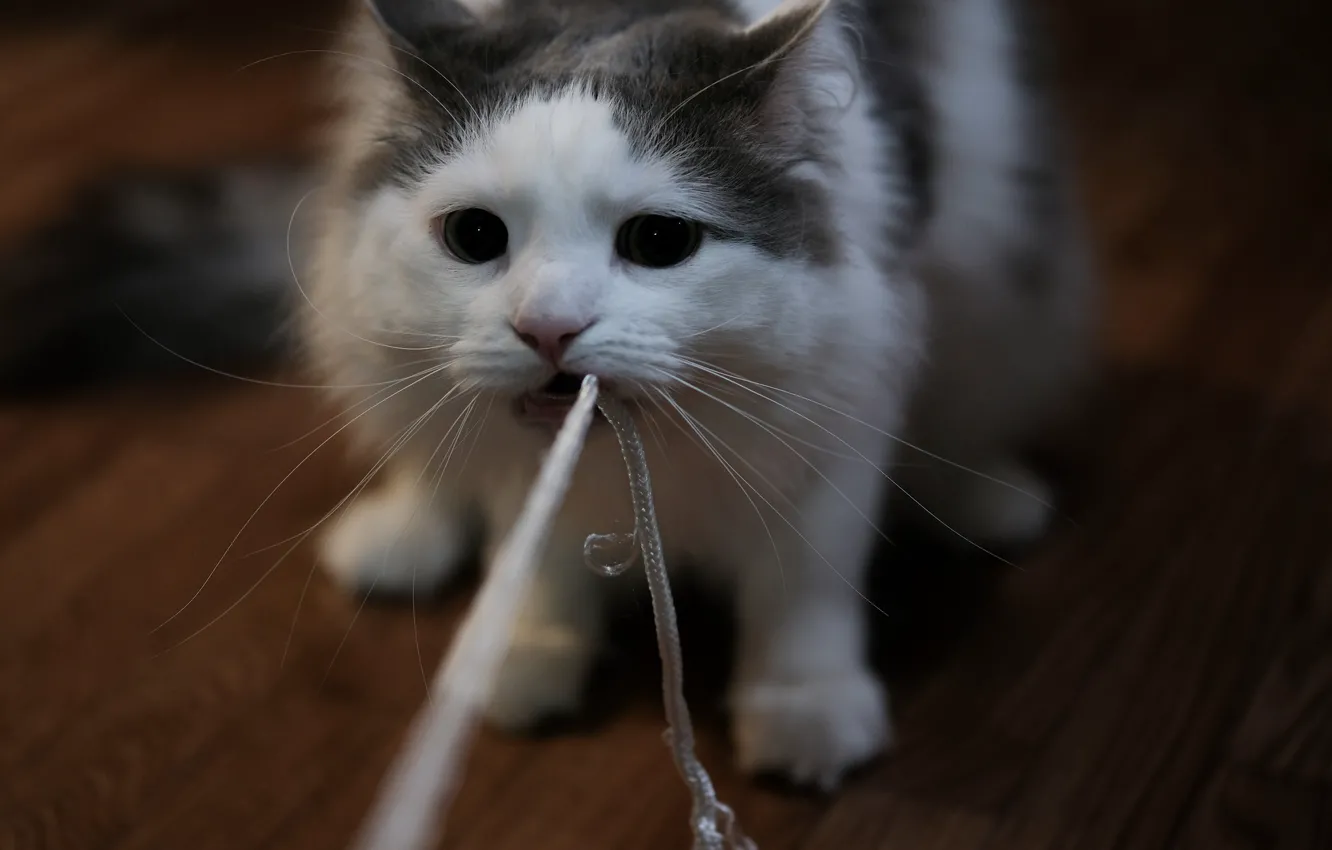Photo wallpaper cat, face, rope