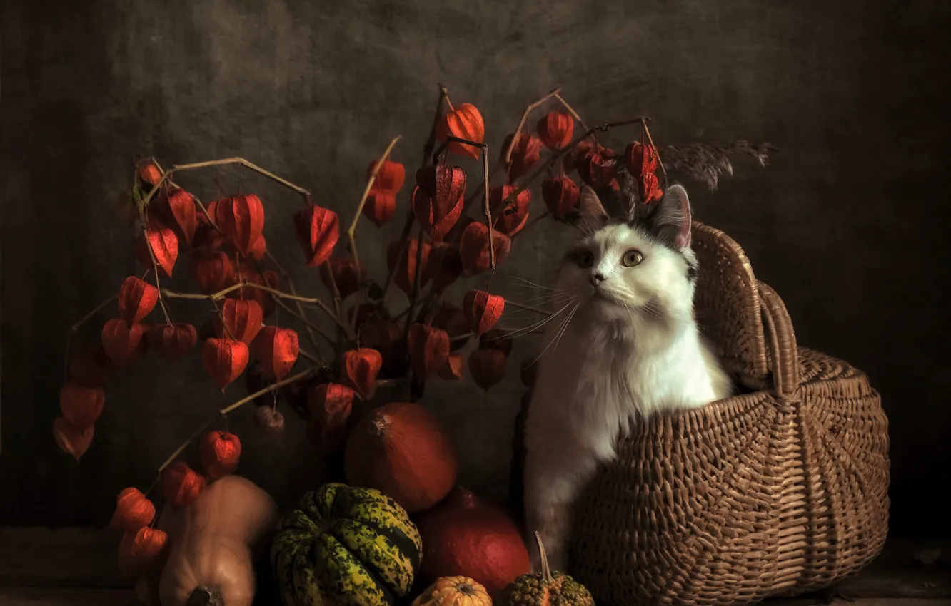 Photo wallpaper autumn, cat, white, cat, look, red, sprig, bouquet