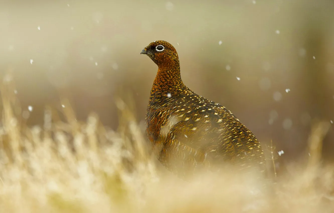 Photo wallpaper nature, bird, Scotland, red-legged partridge