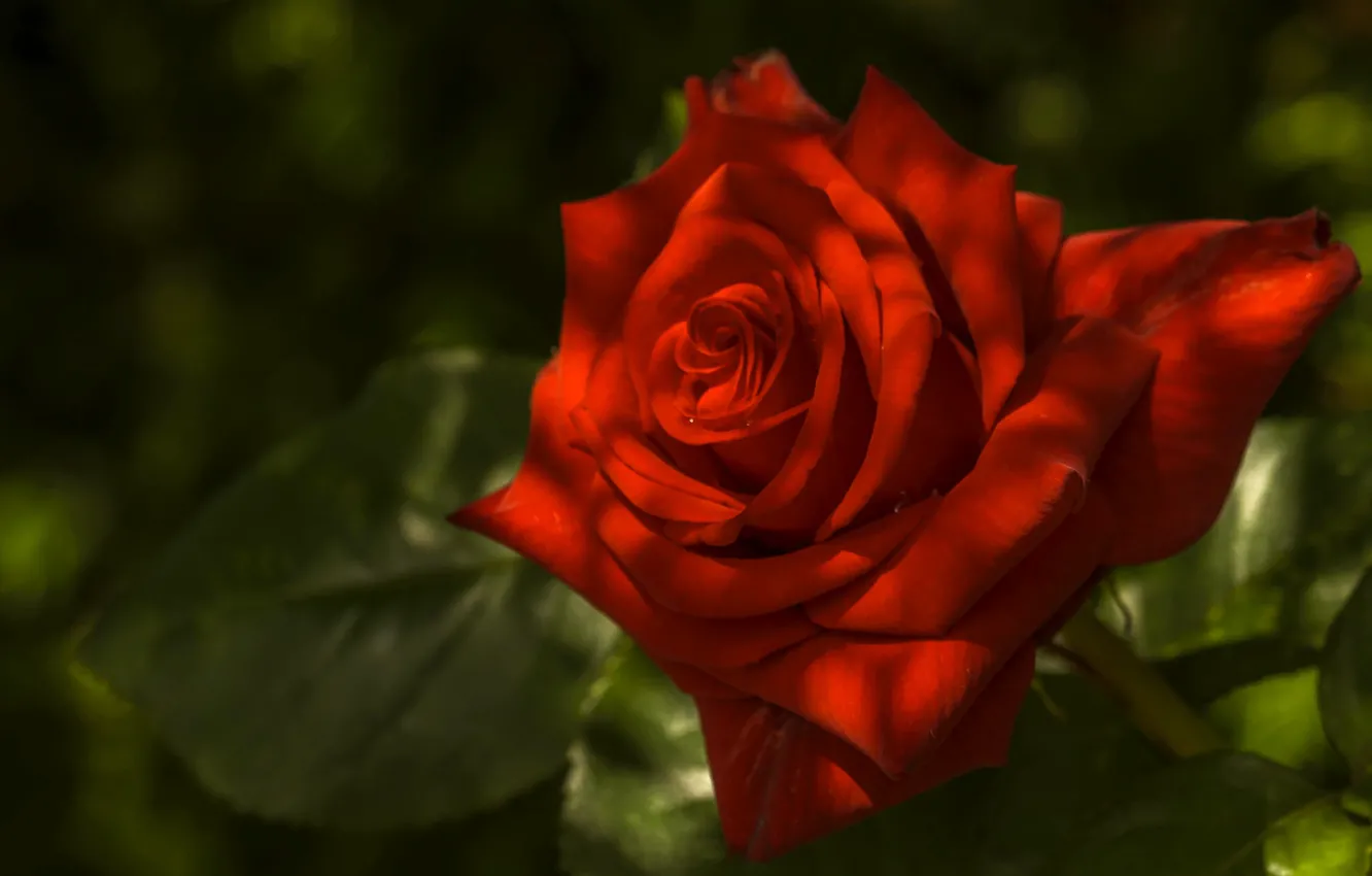 Photo wallpaper macro, roses, petals, red rose, buds