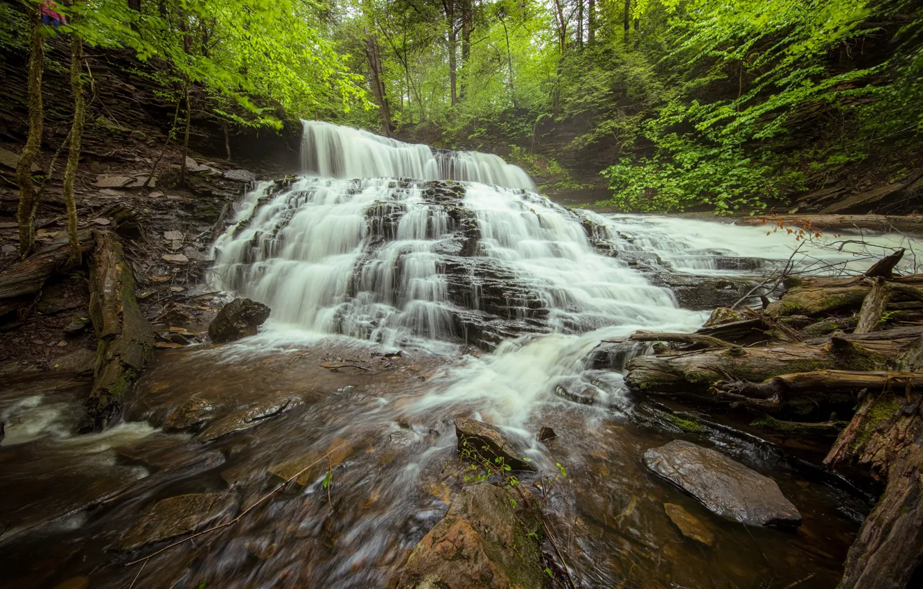 Photo wallpaper forest, waterfall, PA, cascade, driftwood, Pennsylvania, Ricketts Glen State Park, State Park Ricketts Glen