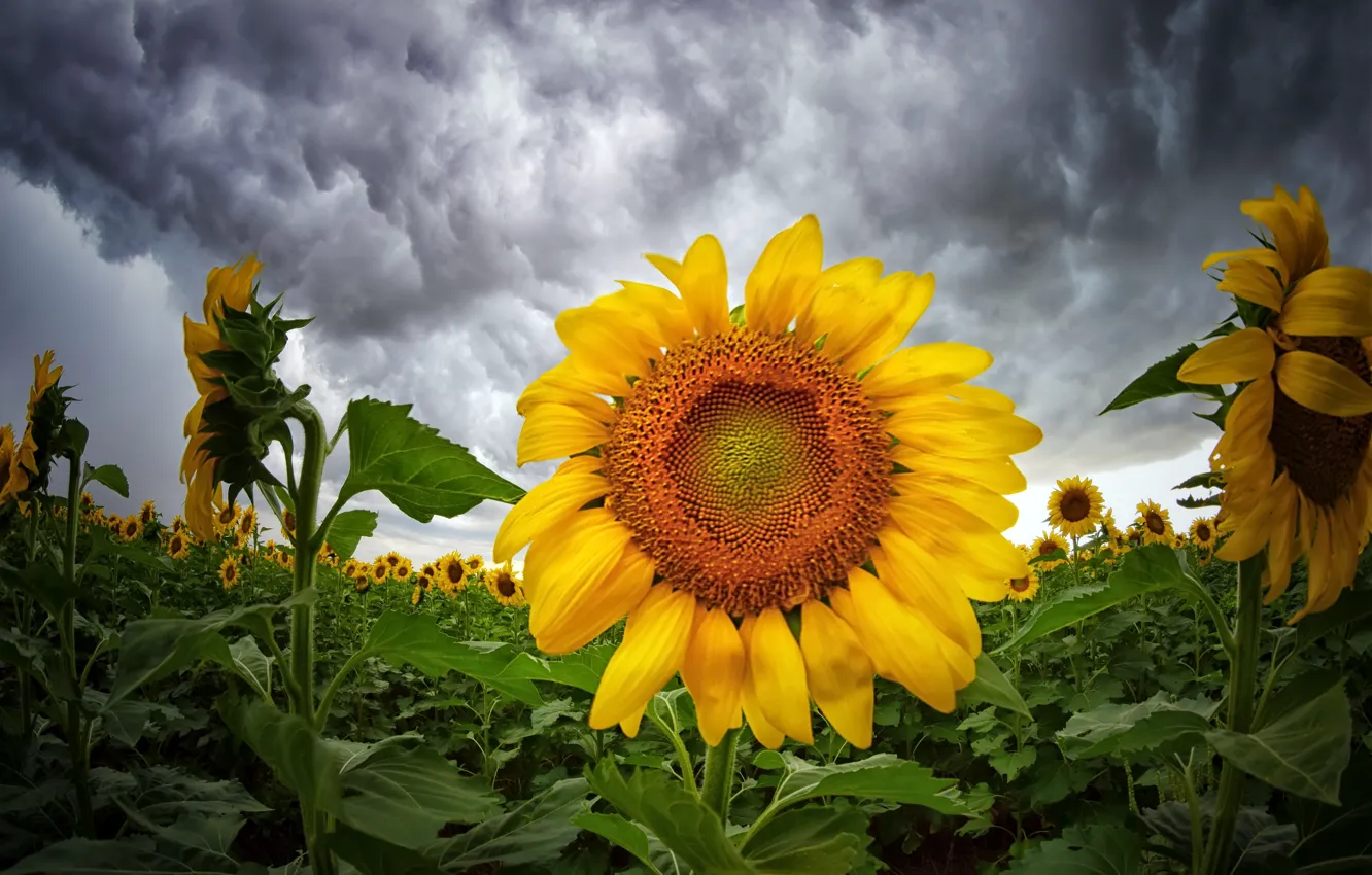 Photo wallpaper summer, sunflowers, nature