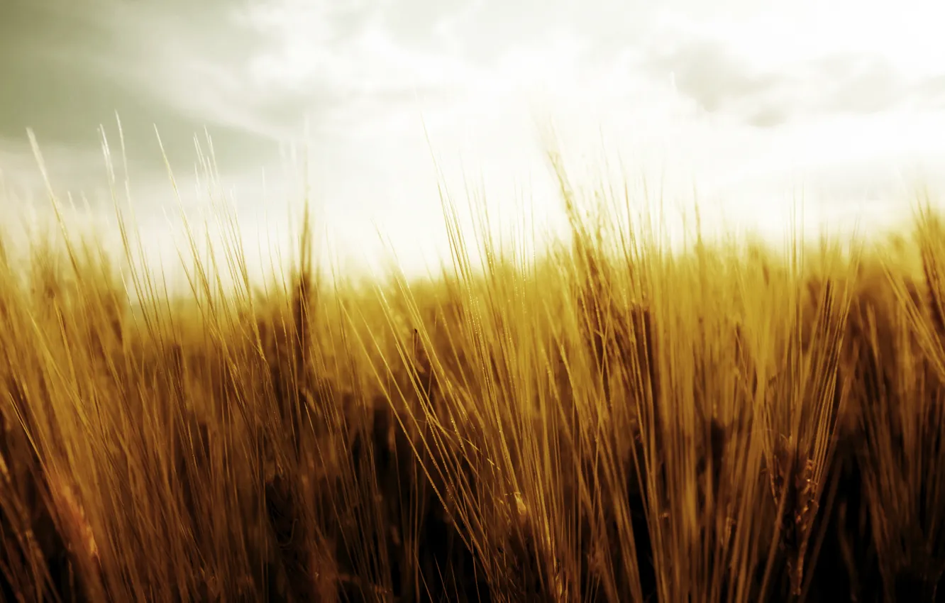 Photo wallpaper wheat, field, the sky, nature, harvest, spikelets, ears, the harvest
