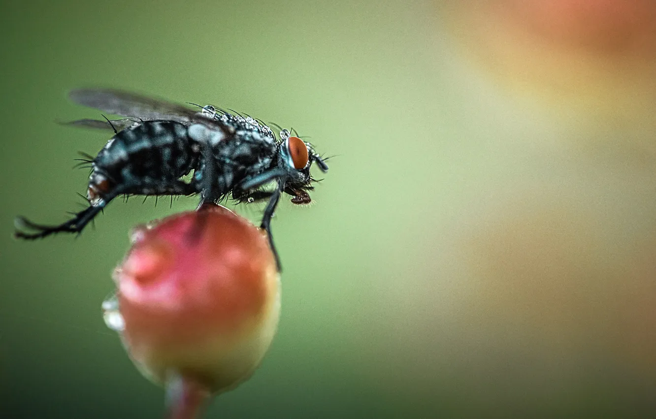 Photo wallpaper fly, fruit, bokeh, macro photography of insects, Ready for takeoff, Sergey Belokurov