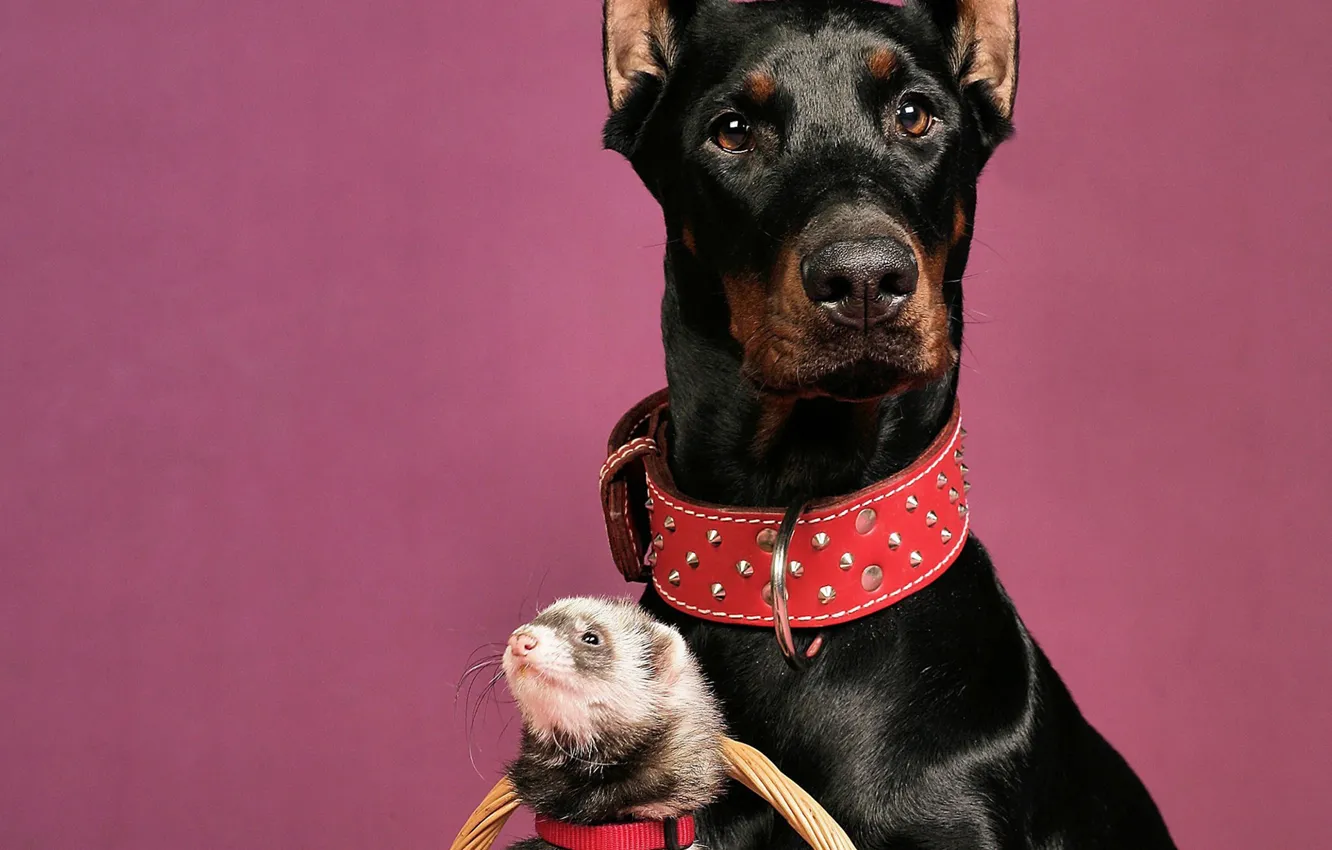 Photo wallpaper dog, Doberman, ferret, red collar