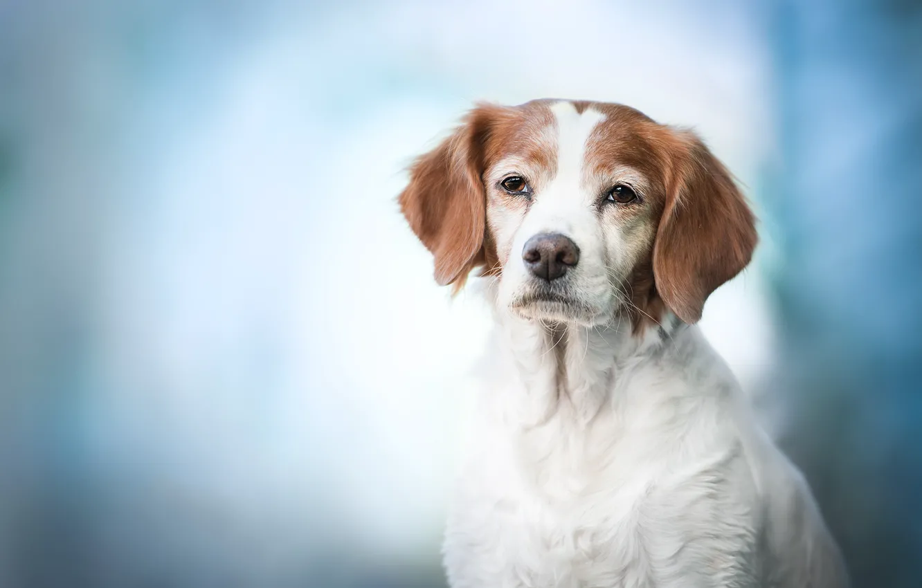 Photo wallpaper look, face, background, portrait, dog, The Brittany, Spaniel Breton