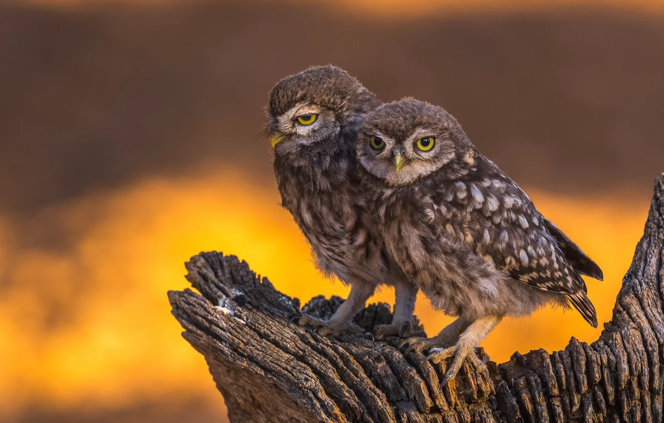 Photo wallpaper look, owl, bird, stump, a couple, yellow background, owl, two birds