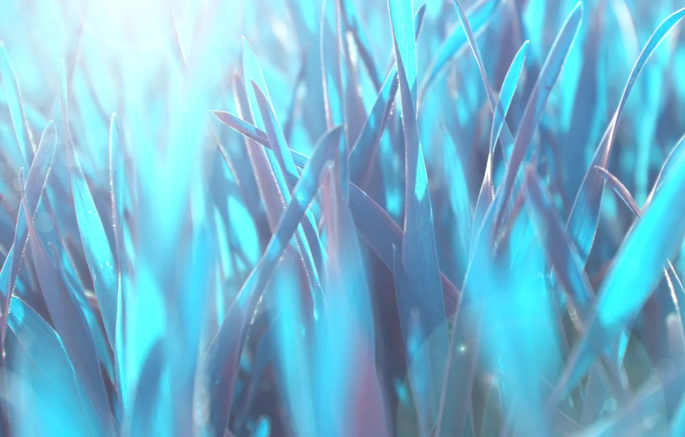 Photo wallpaper grass, macro, blue, nature, heat, blue, Wallpaper, wallpaper