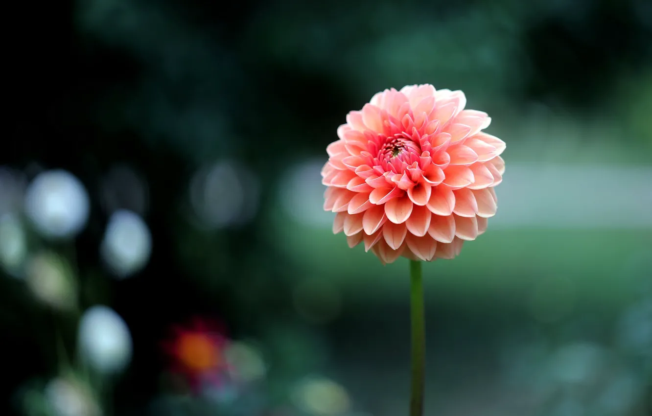 Photo wallpaper flowers, orange, background, salmon, dahlias