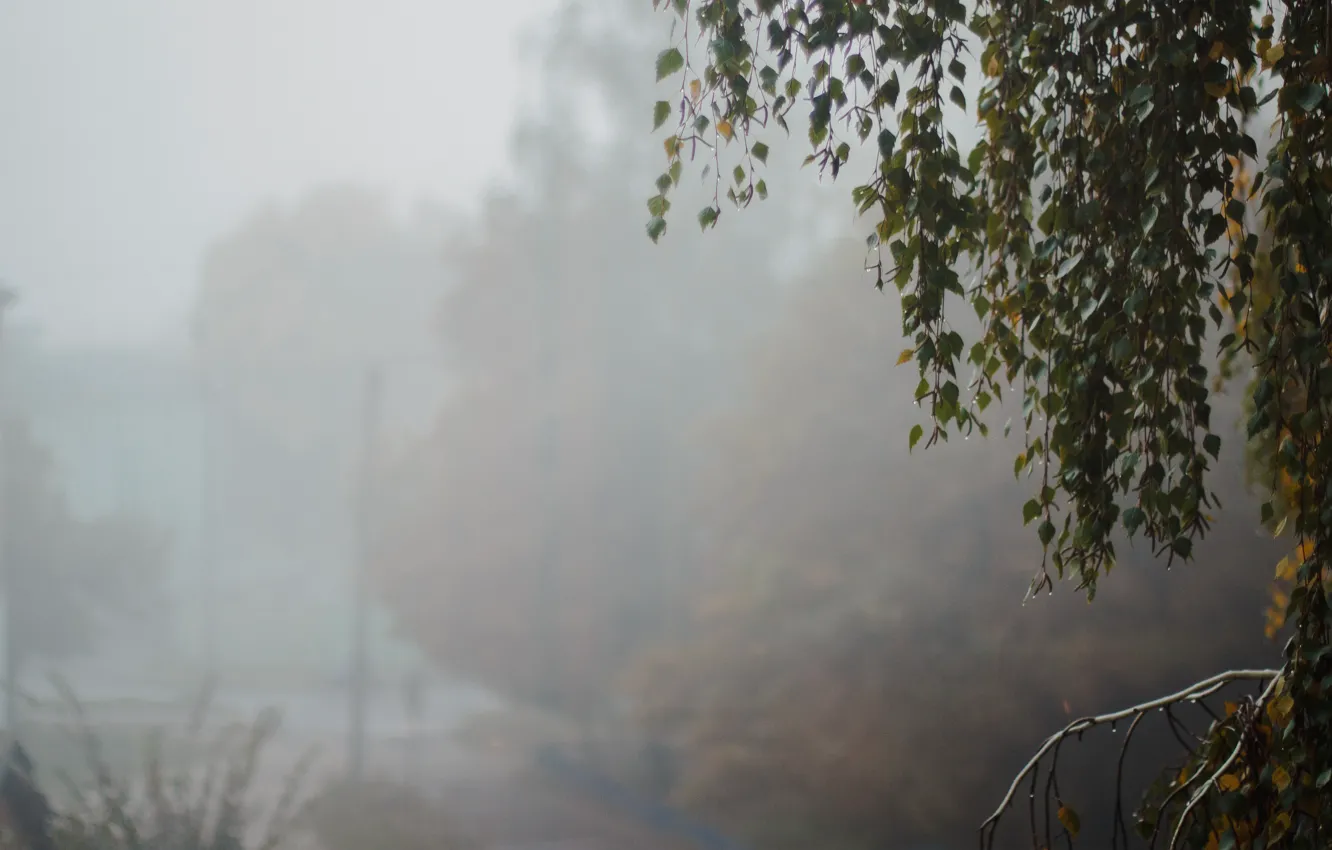 Photo wallpaper leaves, fog, tree, minimalism, morning, birch, morning mist