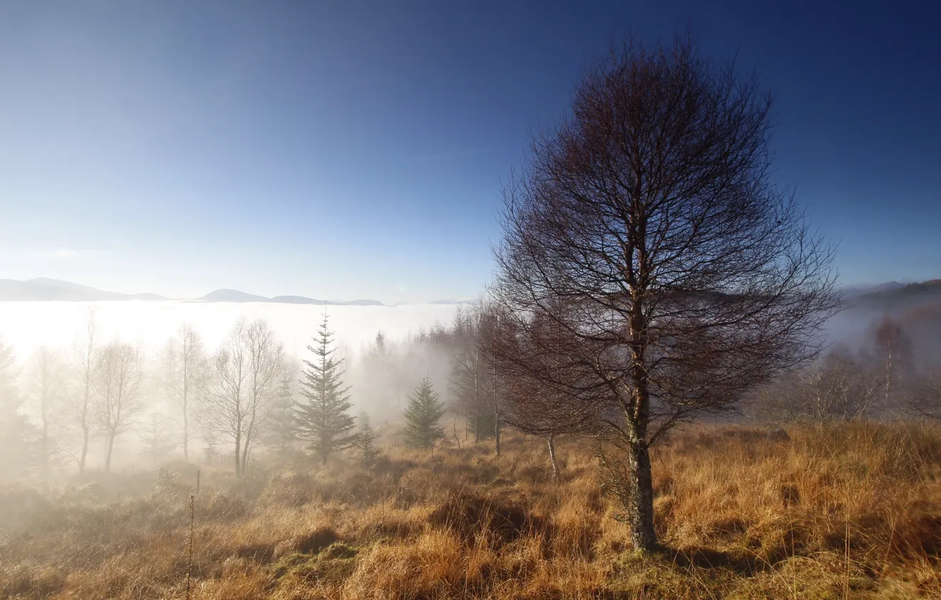 Photo wallpaper trees, fog, morning