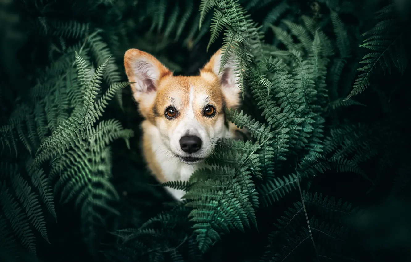 Photo wallpaper look, leaves, dog, face, fern, Welsh Corgi
