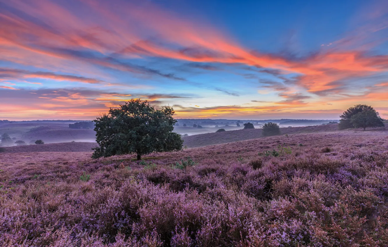 Photo wallpaper trees, sunset, meadow, Netherlands, Netherlands, Heather, National Park Veluwezoom, Gelderland