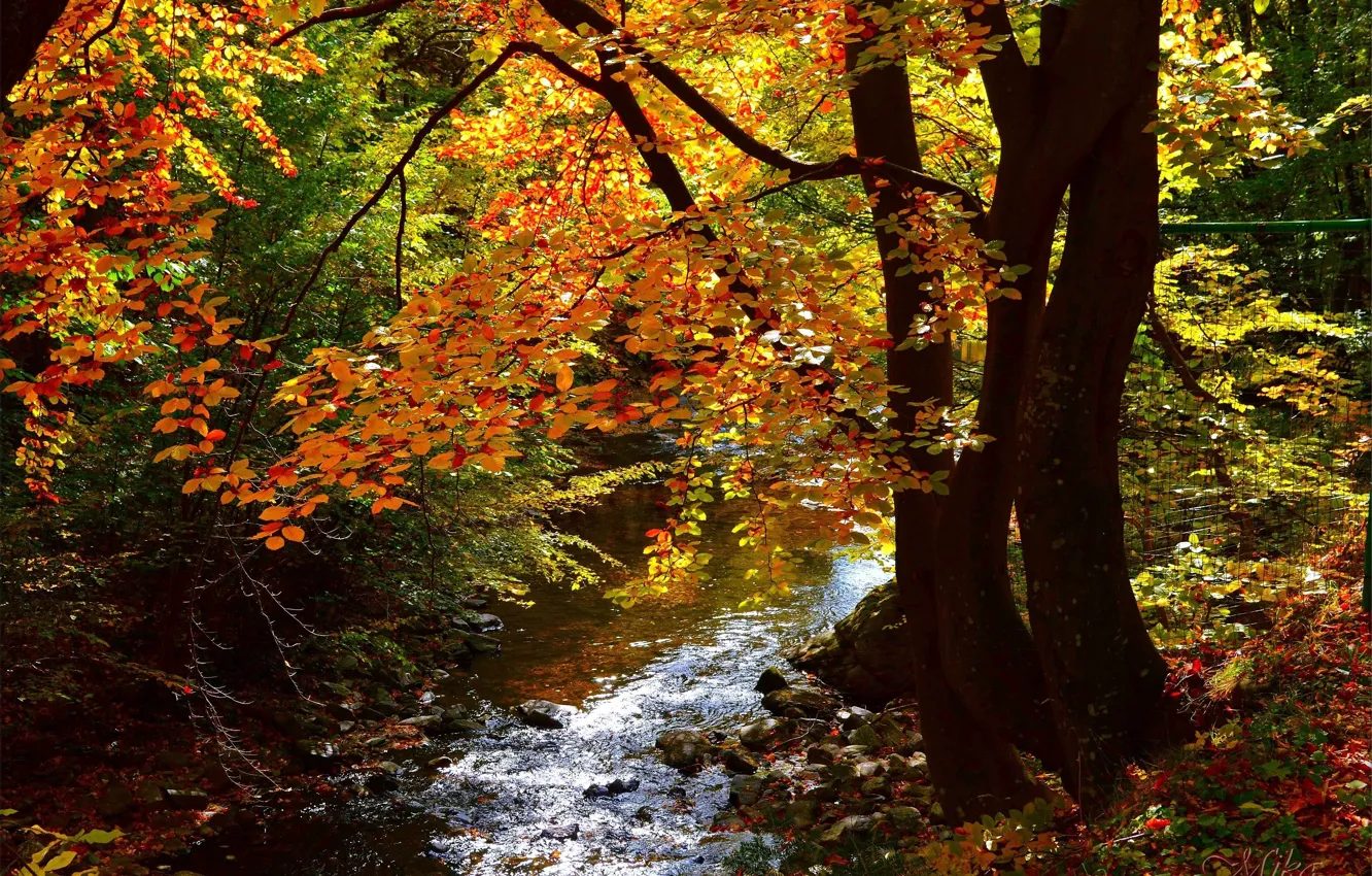 Photo wallpaper Autumn, Forest, Fall, River, Autumn, River, Forest