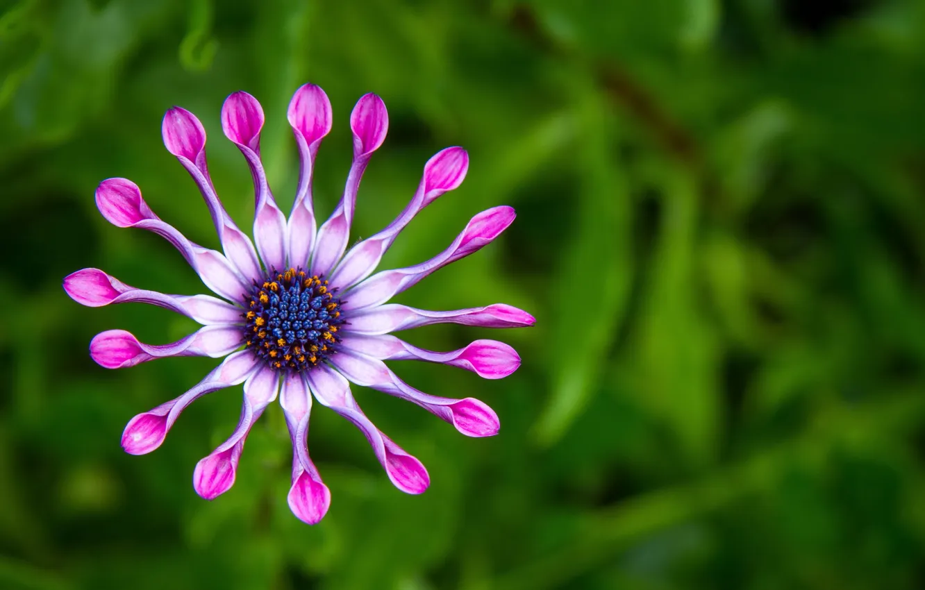 Photo wallpaper greens, flowers, bright