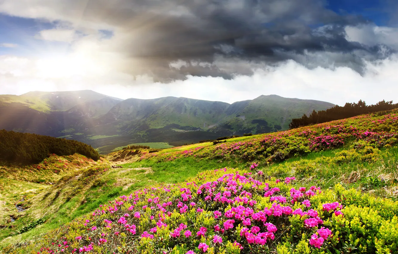 Photo wallpaper flowers, mountains, clouds, valley, the rays of the sun, meadows, Azalea