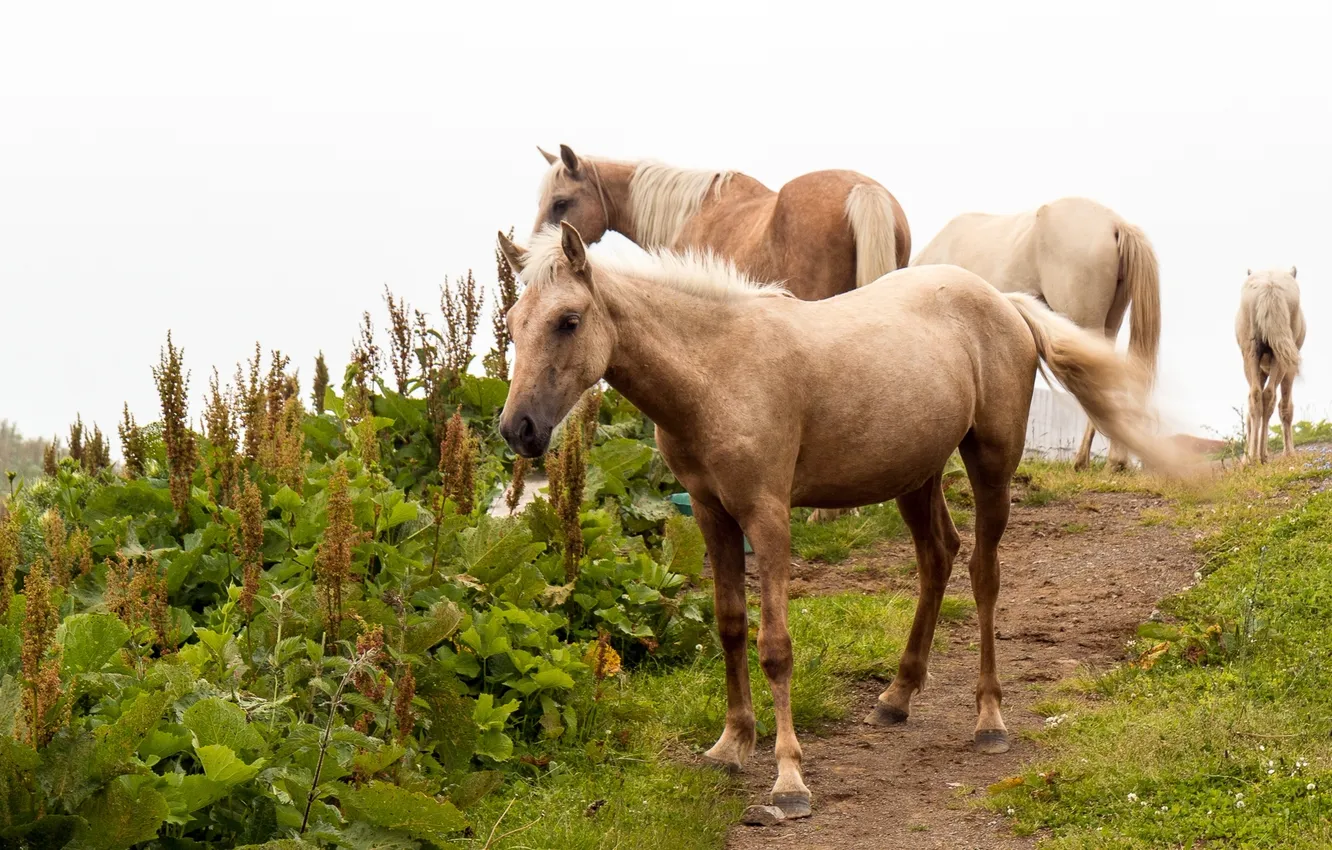 Photo wallpaper nature, background, horse
