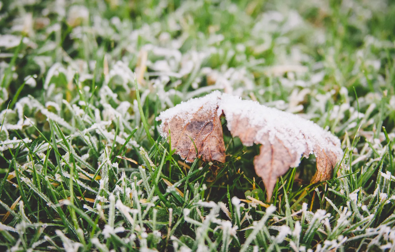 Photo wallpaper frost, grass, leaves, green, leaf, maple