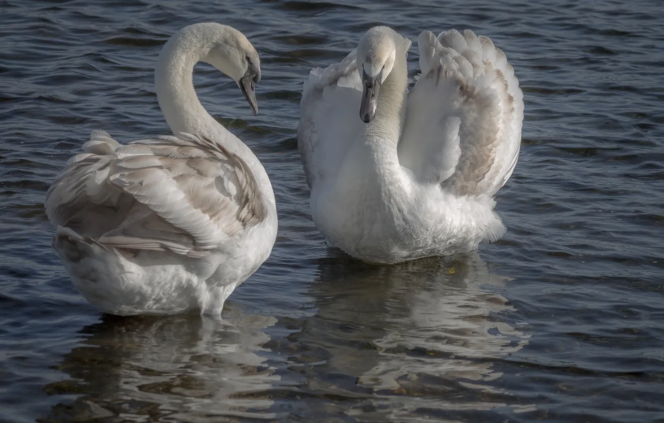 Photo wallpaper lake, the lake, Swan pair, Swan couple