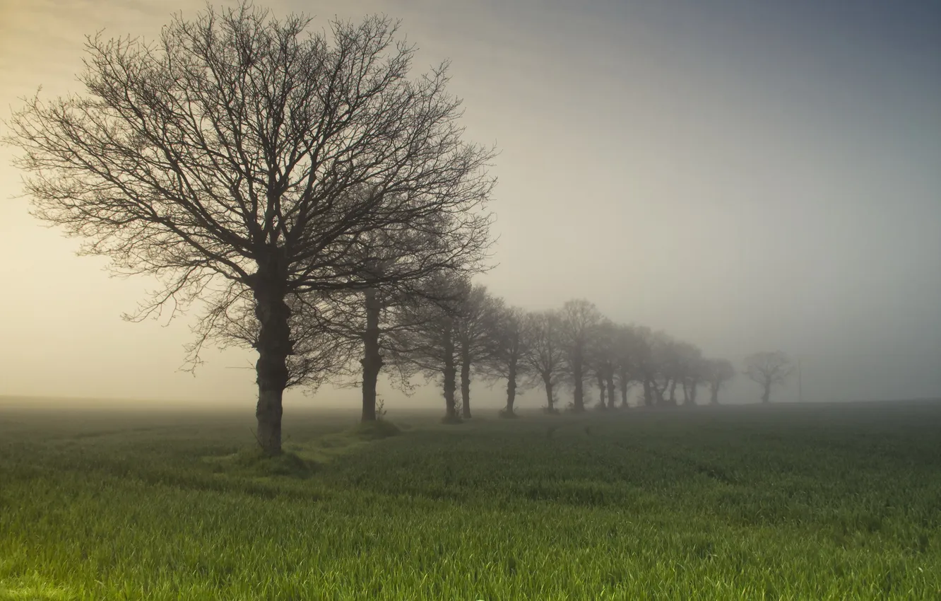 Photo wallpaper field, trees, fog