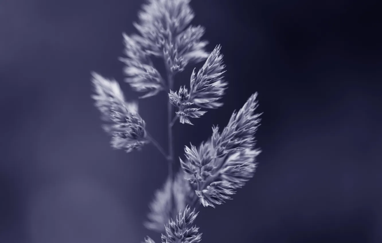 Photo wallpaper grass, nature, background, plant