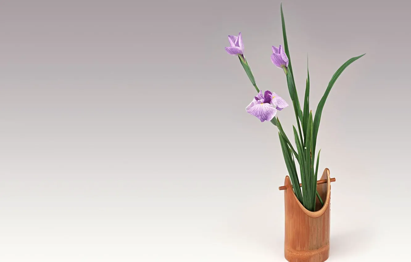 Photo wallpaper flowers, a bunch, iris